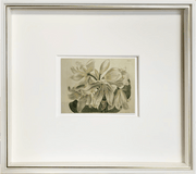 Fine Art Print: Coastal Lily - Dixie & Grace