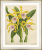 framed fine art print of vintage botanical
