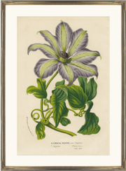 framed antique botanical fine art print
