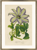 framed antique botanical fine art print