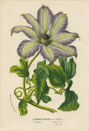 vintage botanical hand colored engraving fine art print
