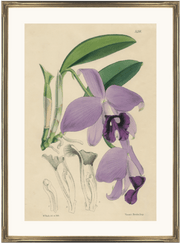 framed antique botanical fine art print