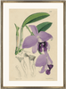 framed antique botanical fine art print