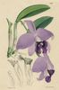 vintage botanical hand colored engraving fine art print