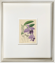 Fine Art Print: Lavender Orchid - Dixie & Grace