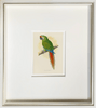 Fine Art Print: Military Macaw - Dixie & Grace