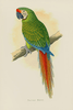 Fine Art Print: Military Macaw - Dixie & Grace