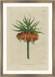 framed fine art antique botanical hand colored engraving print