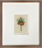 Fine Art Print: Orange Crown - Dixie & Grace