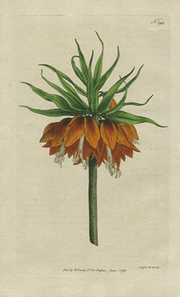 vintage botanical hand colored engraving fine art print