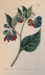 Fine Art Print: Patriot Flower - Dixie & Grace