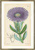 framed fine art print of vintage botanical