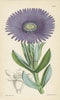 antique botanical fine art print