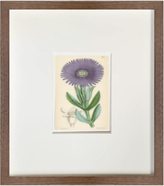 Fine Art Print: Purple Daisy - Dixie & Grace