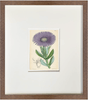 Fine Art Print: Purple Daisy - Dixie & Grace