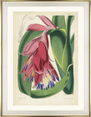 framed fine art print of antique botanical