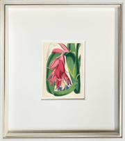Fine Art Print: Queensland Bromeliad - Dixie & Grace