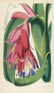 antique botanical print