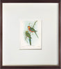 Fine Art Print: Red and Green Parrot - Dixie & Grace
