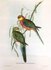 antique hand colored engraving of parrots on tree branch