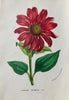 Fine Art Print: Red Echinacea - Dixie & Grace