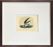 Fine Art Print: Skimming the Sea - Dixie & Grace