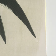 detail of antique botanical fine art print with gold edge