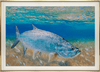 Fine Art Print: Tarpon on the Edge - Dixie & Grace