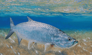 fine art print vaughn cochran