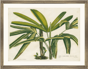 framed fine art print of vintage botanical
