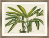 framed fine art print of vintage botanical