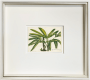 Fine Art Print: The Lady Palm - Dixie & Grace