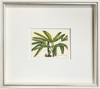 Fine Art Print: The Lady Palm - Dixie & Grace