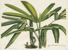 antique botanical fine art print