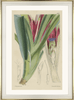 framed fine art print of antique botanical hand colored engraving
