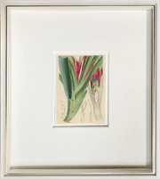 Fine Art Print: Victoria's Bromeliad - Dixie & Grace