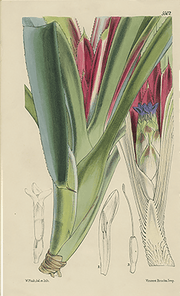 vintage botanical fine art print