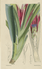 vintage botanical fine art print