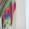 detail of antique botanical fine art print with gold edge