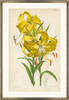 framed fine art print