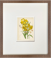 Fine Art Print: Yellow Lily - Dixie & Grace