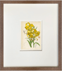 Fine Art Print: Yellow Lily - Dixie & Grace