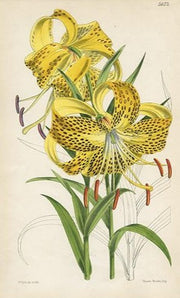 vintage botanical fine art print
