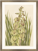 framed fine art print of yucca plant