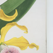 detail of vintage botanical fine art print with gold edge
