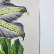 detail of antique botanical fine art print with gold edgeA fine art print from an antique botanical hand-colored engraving of a tropical clematis flower with lavender and green coloring. Available print only or framed.