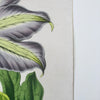 detail of antique botanical fine art print with gold edge