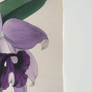detail of antique botanical fine art print with gold edgeA fine art print from an antique botanical hand-colored engraving—an image of the tropical orchid flower with lavender and green coloring. Available print only or framed.