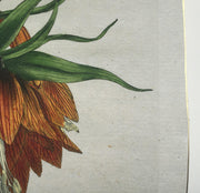 detail of antique botanical hand colored engraving fine art print with gold edgeA fine art print from an antique botanical hand-colored engraving— the image of a flower with orange and green coloring. Available print only or framed.