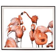 Photographic Print: Flamingo Dance - Dixie & Grace